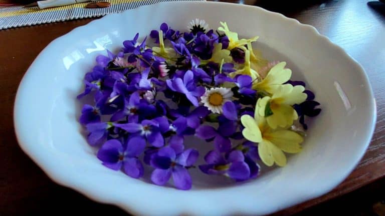 Cvjetnica_ljubicice_Uskrs