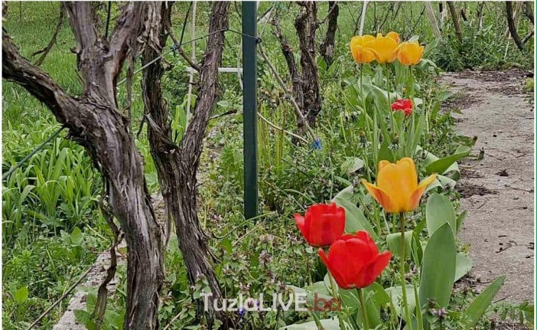 Cvijece, ilustracija, vrijeme