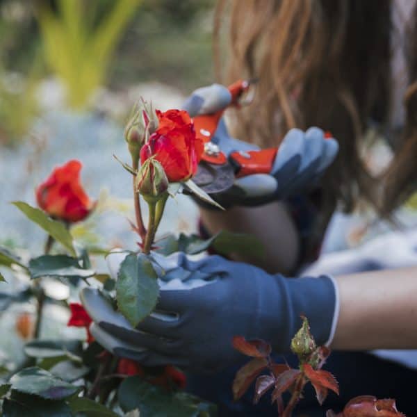 Šta znače crne pjege na ružama i kako ih se riješiti