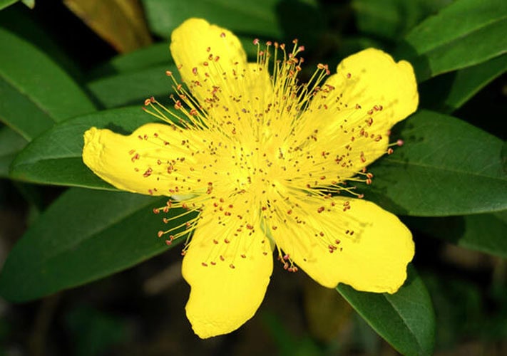 gospina trava pokazala se kao dobra biljka koja popravlja raspolozenje a dobra je i za otvaranje apetita