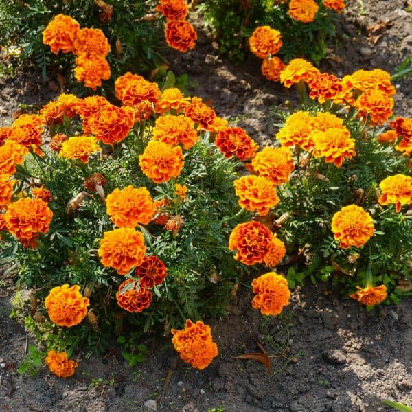 Cvijeće za vruće dane: 4 vrste biljaka koje vole julsku vrućinu