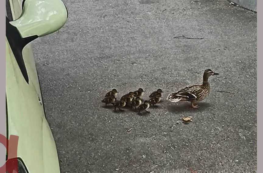 Pačja kolona na putu prema Jali (Foto/Video)