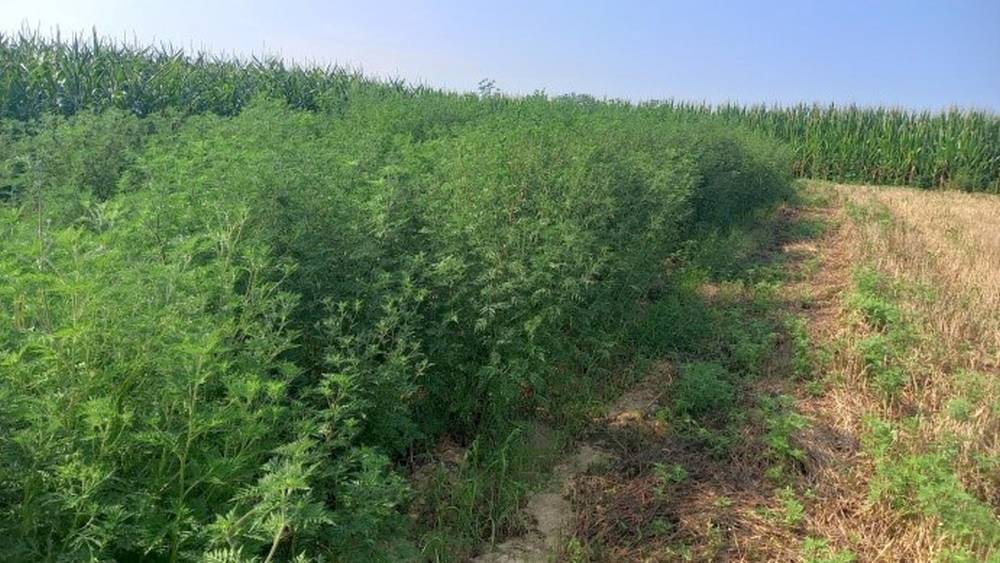 INZ, ambrozija, kukuruz