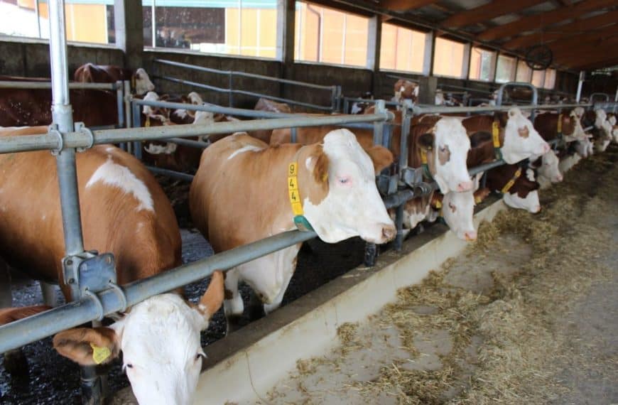 Farma Agro Mašić, Mionica