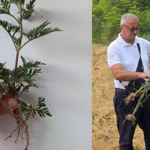 INZ, Ambrozija, Kasim Velić