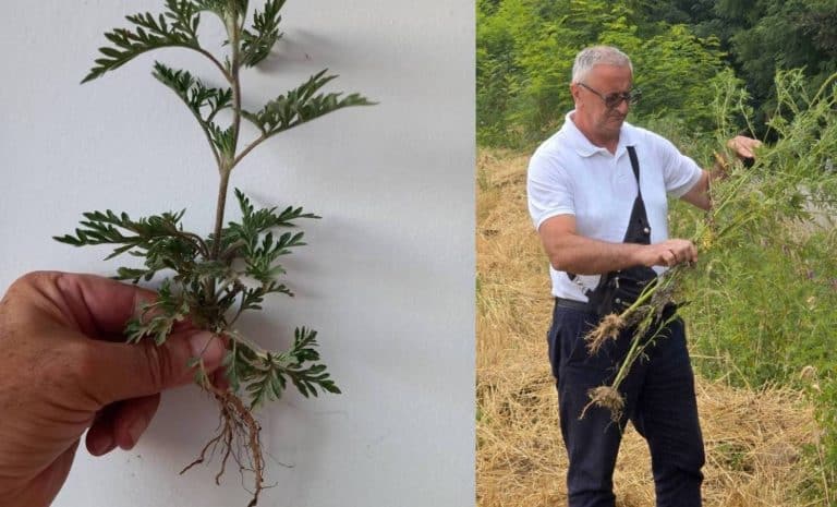 INZ, Ambrozija, Kasim Velić