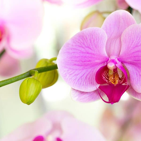 Kako njegovati orhideje da redovno cvjetaju