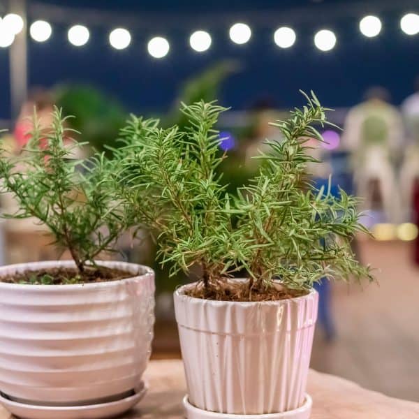 Kako uspješno uzgojiti ruzmarin kod kuće i na otvorenom