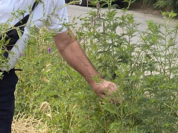 najveca koncentracija polena ambrozije je od polovine augusta do polovine septembra