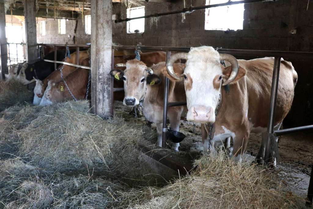 u bih nije zabiljezen noijedan slucaj plavog jezika niti bedrenice
