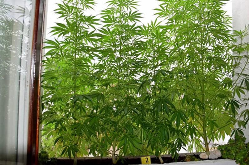 sluzbenici fup-a u sarajevu uhapsili 62-godisnjeg muskarca kojem su prilikom pretresa stana pronasli 30 stabljika kanabisa