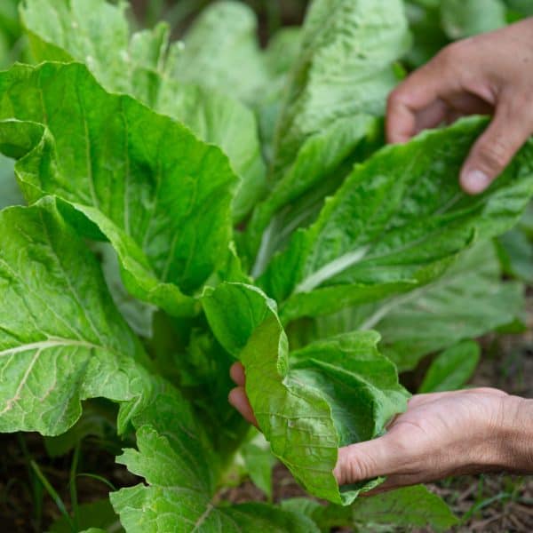 Šta saditi u septembru? Povrće koje uspijeva i u hladnijim danima