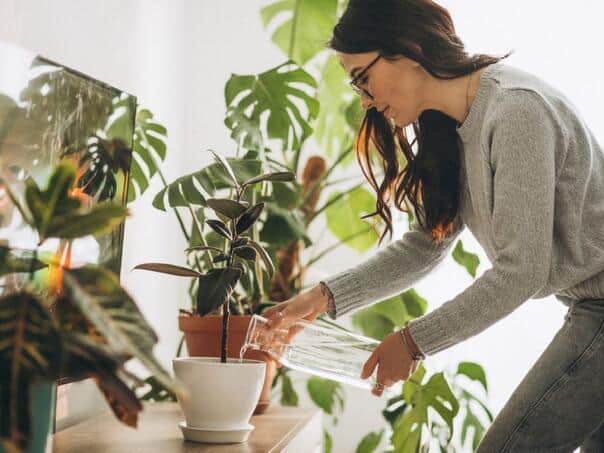 biljke, odrzavanje, simptomi