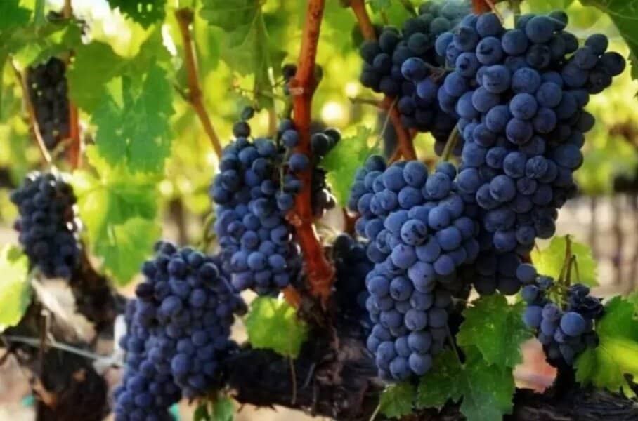 crno grozdje je veoma zdravo i treba ga iskoristiti dok je sezona