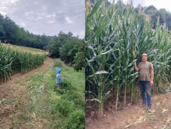Kalesijski farmer prkosi suši, uzgojio kukuruz visok tri metra