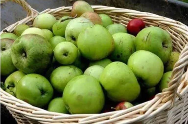 nezrele jabuke mozete iskoristiti na vise nacina