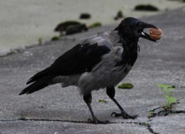 deset najpametnijih zivotinja na svijetu na mjestu broj jedan su cimpanze