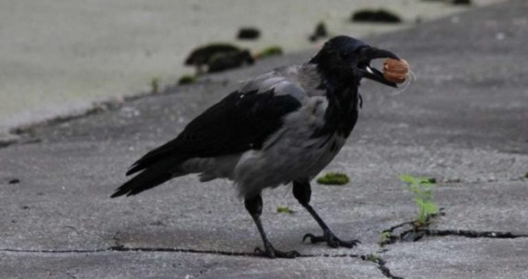 deset najpametnijih zivotinja na svijetu na mjestu broj jedan su cimpanze