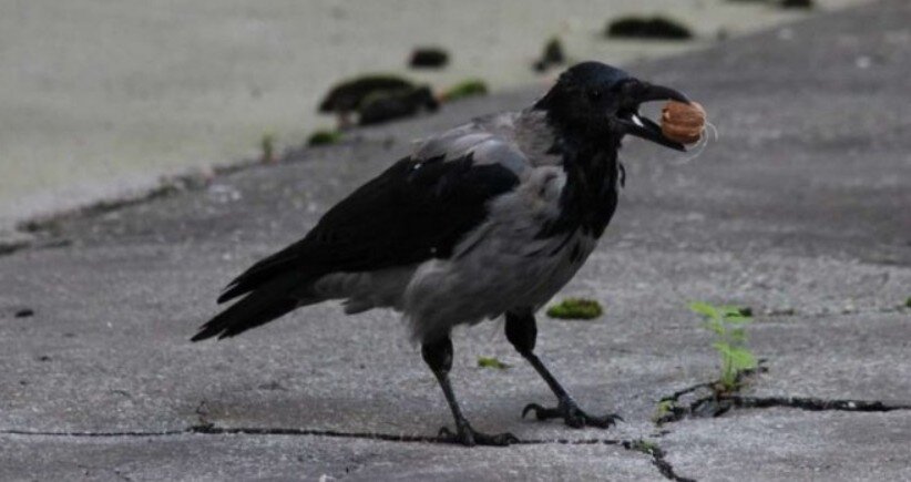 deset najpametnijih zivotinja na svijetu na mjestu broj jedan su cimpanze