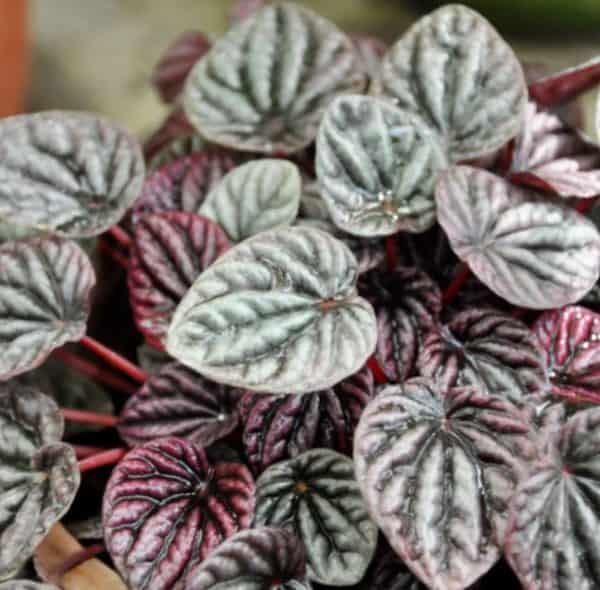 peperomija je poznata kao biljka koja prociscava zrak u prostoriji i korisna je za domove u kojima se pusi