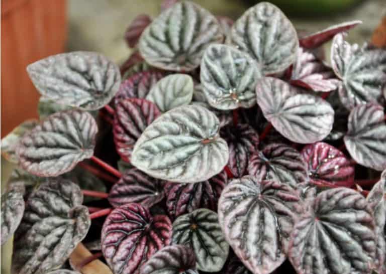 peperomija je poznata kao biljka koja prociscava zrak u prostoriji i korisna je za domove u kojima se pusi