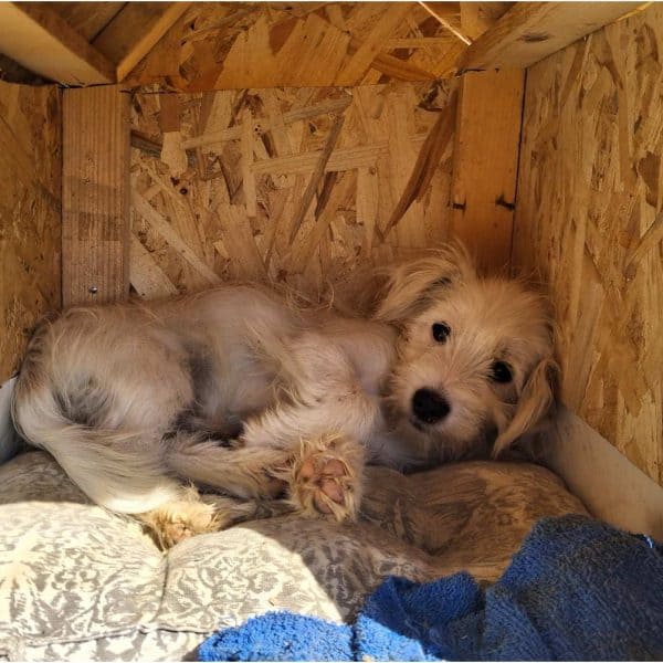 Psić, Čaklovići Donji, kućica