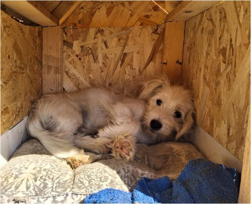 Psić, Čaklovići Donji, kućica