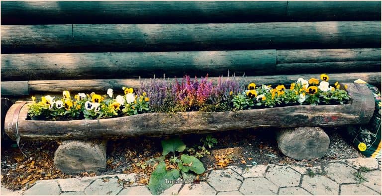 cvijece, ilustracija