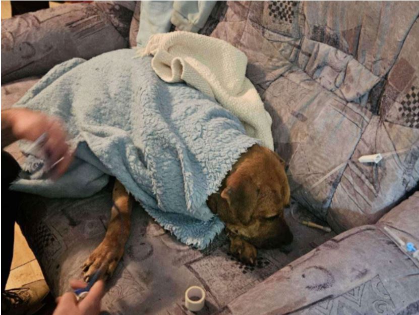 policija i tuzilastvo iznijeli detalje akcije sambo koja je provedena u derventi a radi nelegalnih borbi pasa