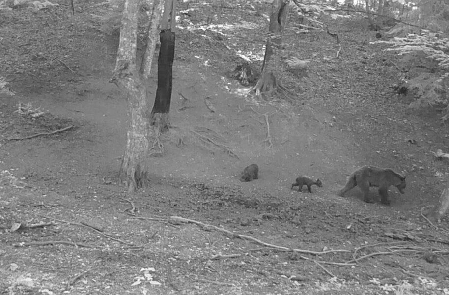 u blizini kuca u tinji i potpeci vidjeni medvjedi gradajani u strahu