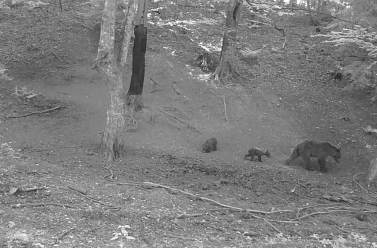u blizini kuca u tinji i potpeci vidjeni medvjedi gradajani u strahu