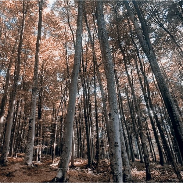 Suma, ilustracija, Ivana Petrovic