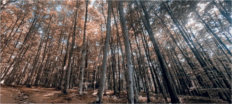 Suma, ilustracija, Ivana Petrovic