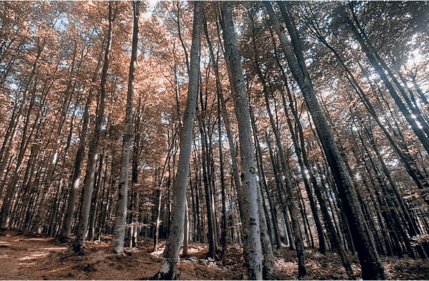 Suma, ilustracija, Ivana Petrovic