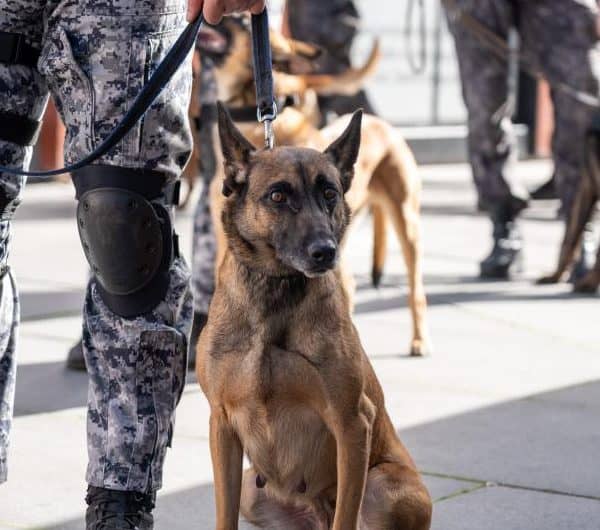 Na Trgu djece Sarajeva održana prezentacija K9 jedinica iz cijele BiH