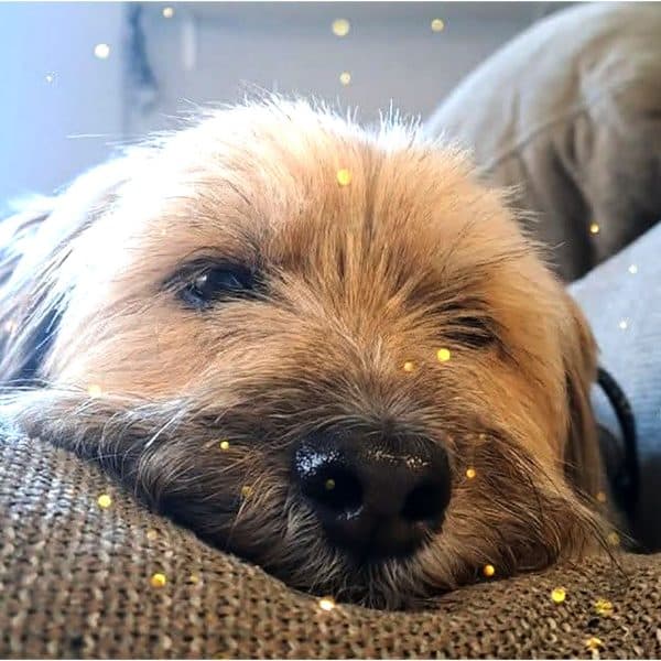 Danas je svjetski dan životinja: Osjećajna bića koja zaslužuju našu brigu i zaštitu