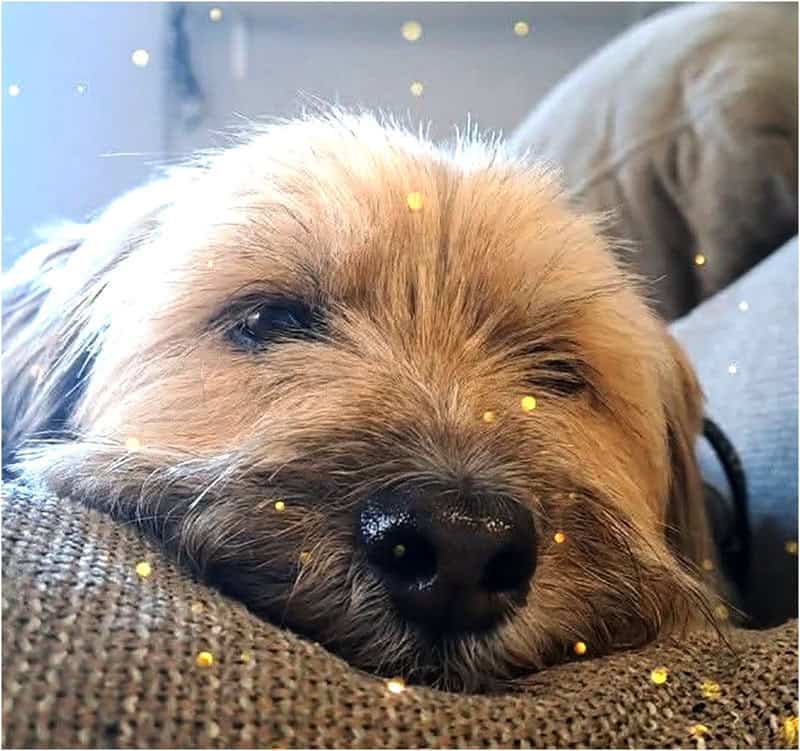 Danas je svjetski dan životinja: Osjećajna bića koja zaslužuju našu brigu i zaštitu