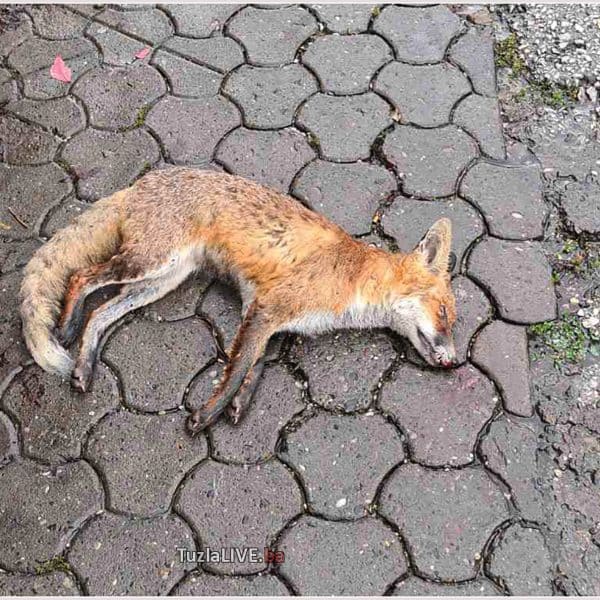 U blizini nekadašnjeg ‘Rudara’ u Kreki ubijena lisica (Foto)