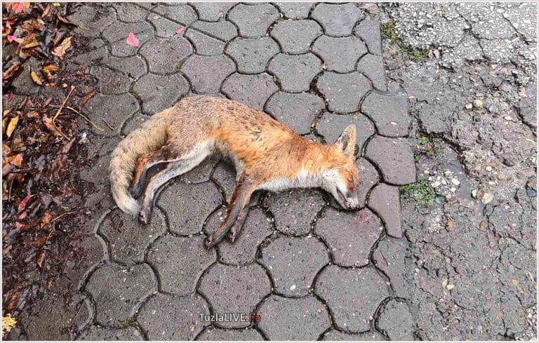 Lisica, ubijena, Kreka