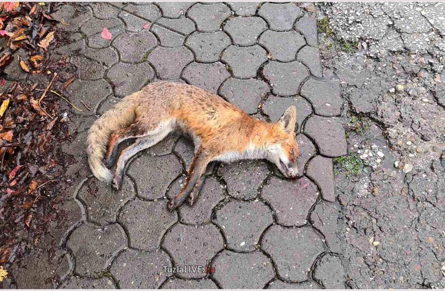 U blizini nekadašnjeg ‘Rudara’ u Kreki ubijena lisica (Foto)