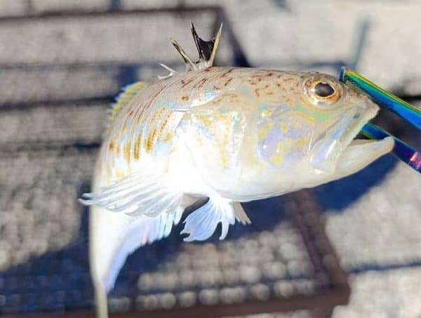 riba, pauk, otrov, Jadran