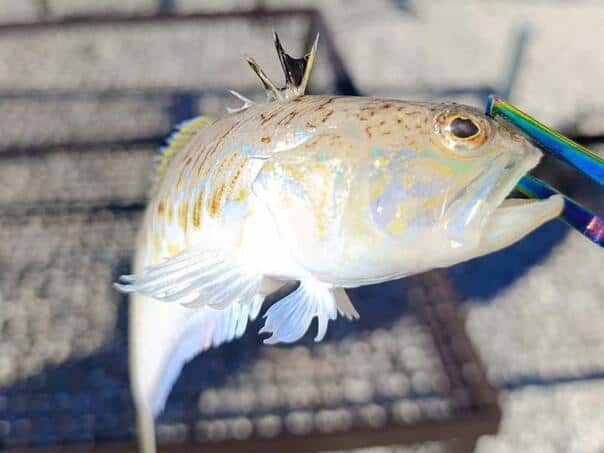 riba, pauk, otrov, Jadran