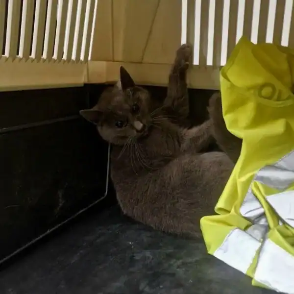 Priča sa sretnim krajem: Izgubljena maca pronađena na Aerodromu Sarajevo