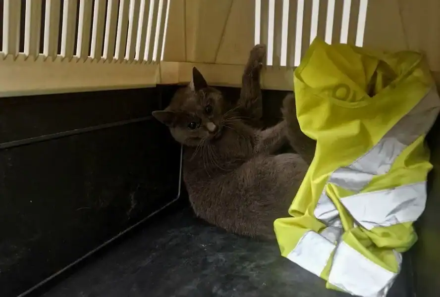 Priča sa sretnim krajem: Izgubljena maca pronađena na Aerodromu Sarajevo