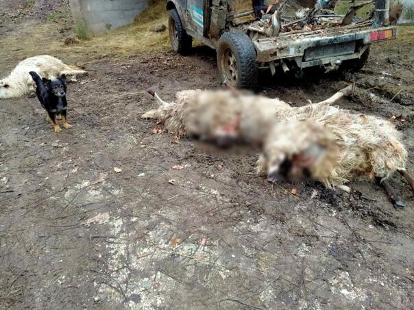 ovce, vukovi, ramski vjesnik