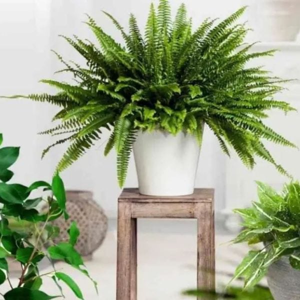 pogledajte korisne savjete kako sprijecviti da vam se susi kucno cvijece