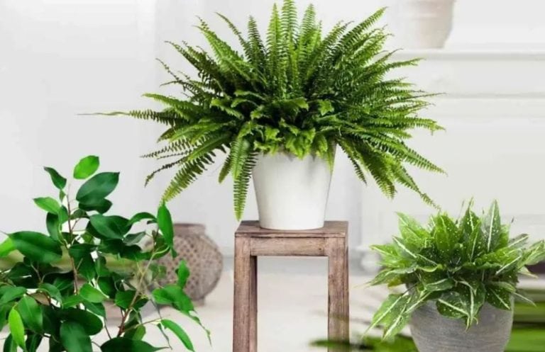 pogledajte korisne savjete kako sprijecviti da vam se susi kucno cvijece