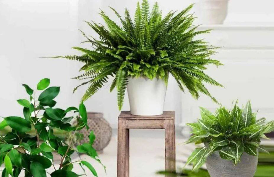 pogledajte korisne savjete kako sprijecviti da vam se susi kucno cvijece