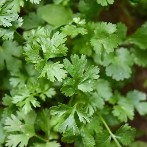 persun moze ostati mnogo duze svjez ako ga kombinujete sa sodom bikarbonom