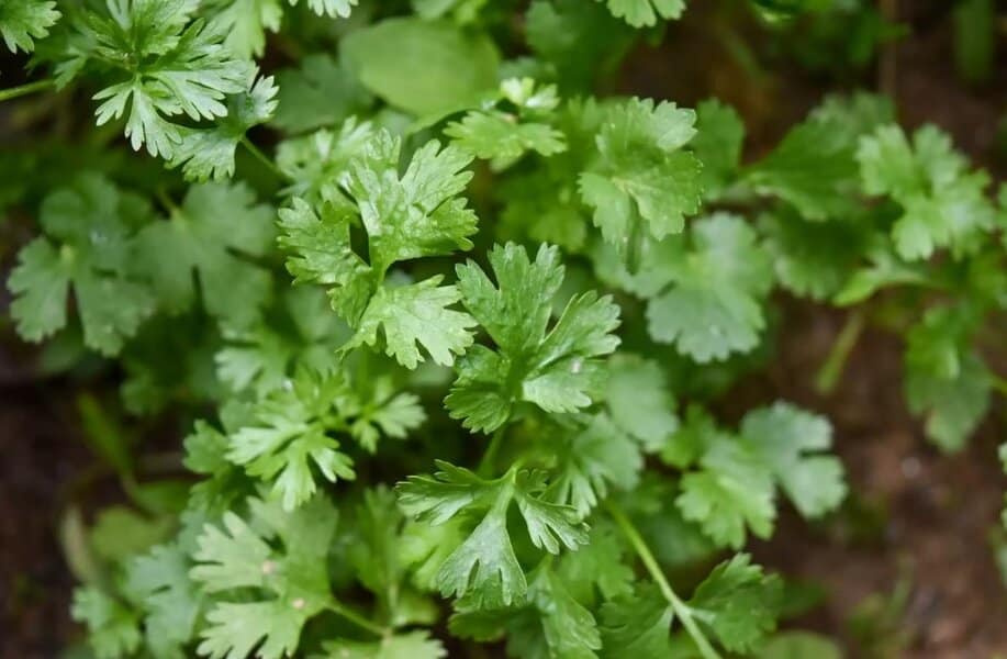 persun moze ostati mnogo duze svjez ako ga kombinujete sa sodom bikarbonom